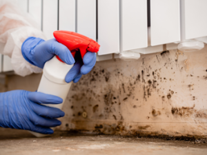 mold baseboards stock photo